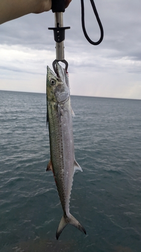 サゴシの釣果