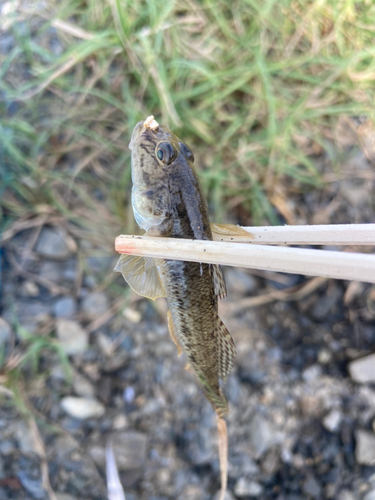 マハゼの釣果