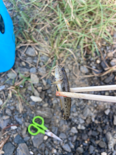 マハゼの釣果