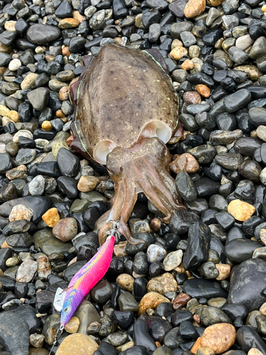 コウイカの釣果