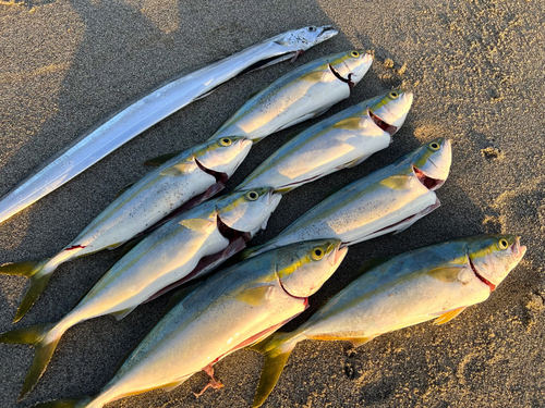 イナダの釣果