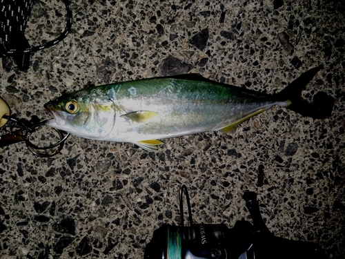 ツバスの釣果