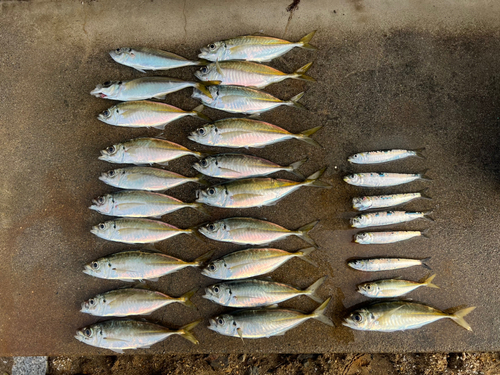 アジの釣果