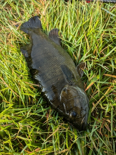 スモールマウスバスの釣果