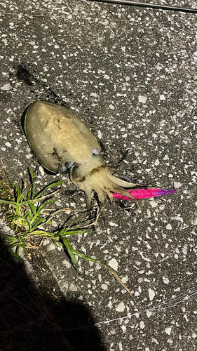 コウイカの釣果