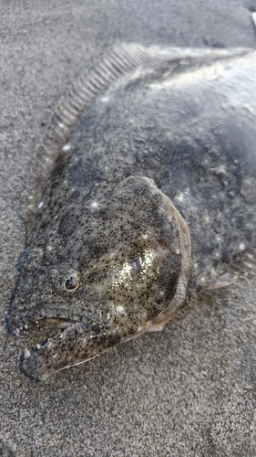 ヒラメの釣果