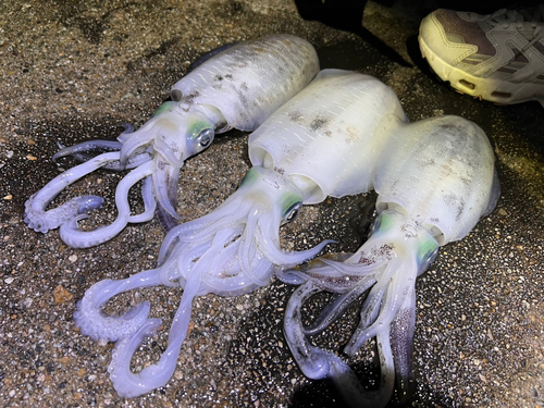 アオリイカの釣果