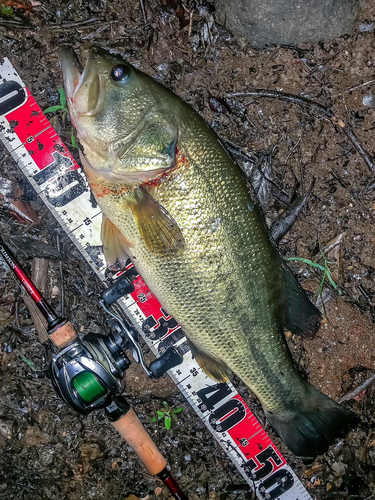 ブラックバスの釣果