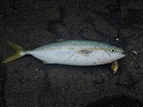 コゾクラの釣果