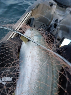 ヒラマサの釣果