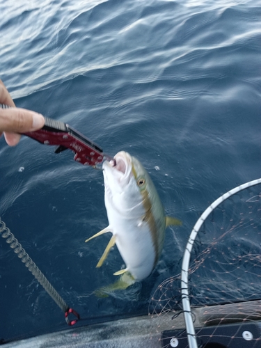 ヒラマサの釣果