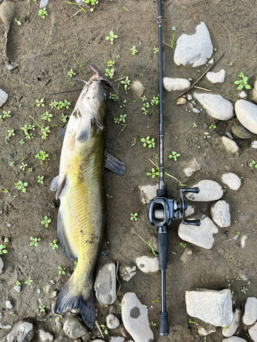 アメリカナマズの釣果