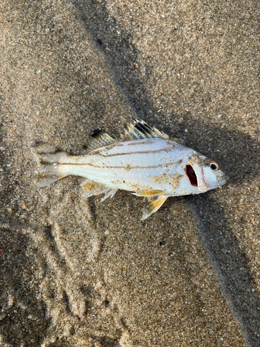 コトヒキの釣果