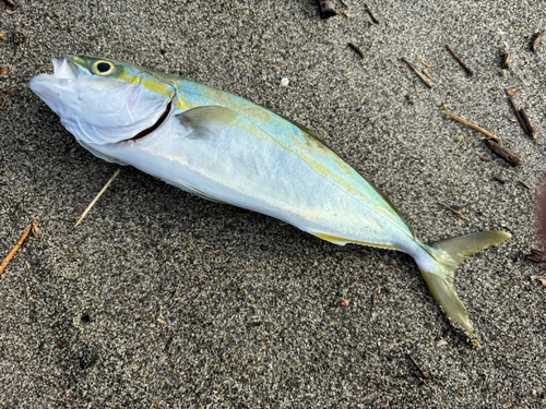 ワカシの釣果