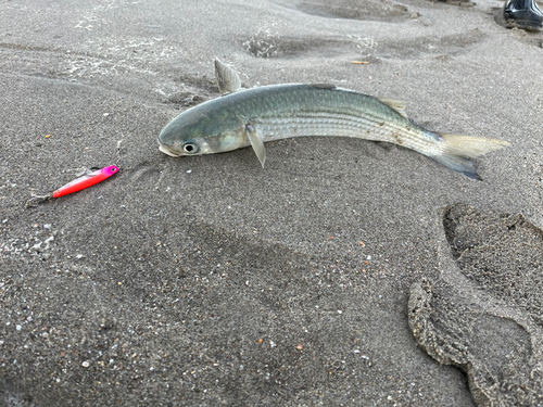 ボラの釣果