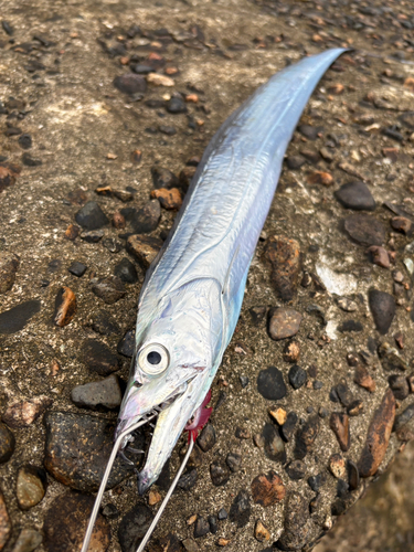 タチウオの釣果