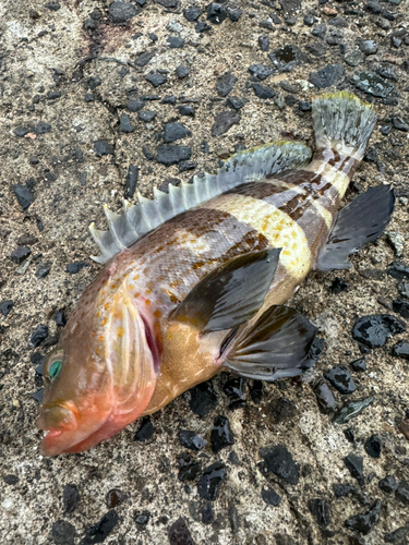 アオハタの釣果