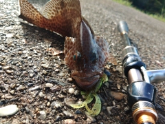 オオモンハタの釣果