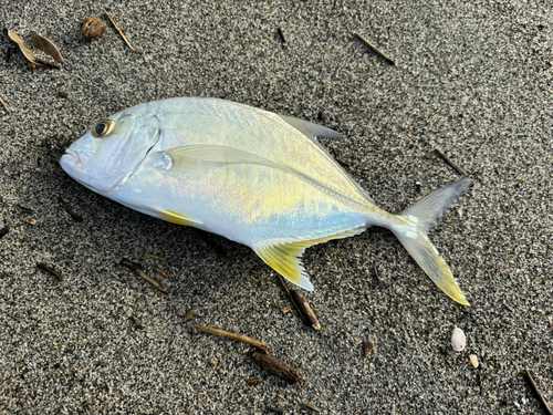 メッキの釣果