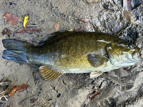 スモールマウスバスの釣果