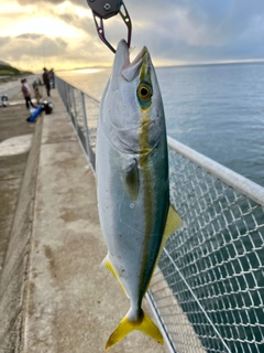 イナダの釣果