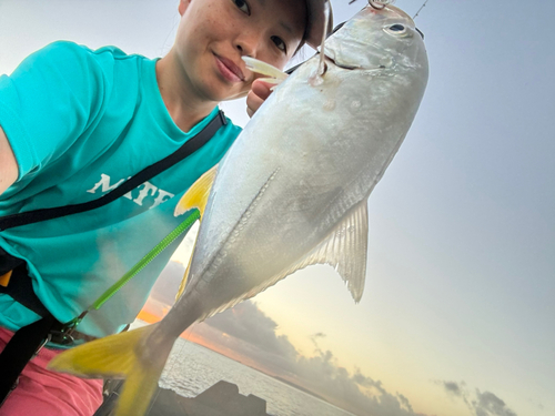 ギンガメアジの釣果