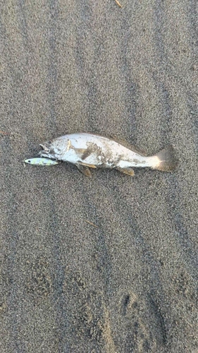 イシモチの釣果