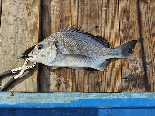 キビレの釣果