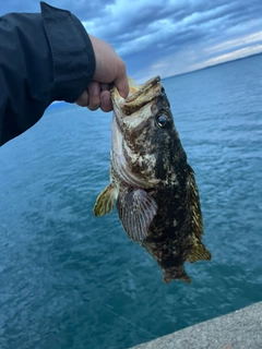 ベッコウゾイの釣果