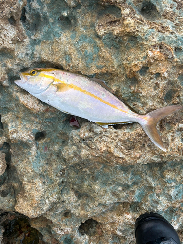 カンパチの釣果