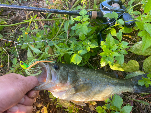 ブラックバスの釣果