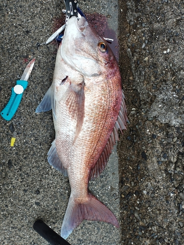 マダイの釣果