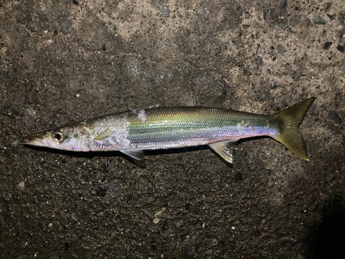 カマスの釣果