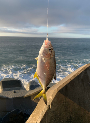 ギンガメアジの釣果