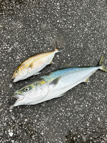 ハマチの釣果