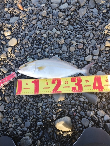 カンパチの釣果