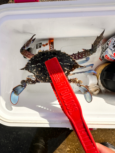 ワタリガニの釣果