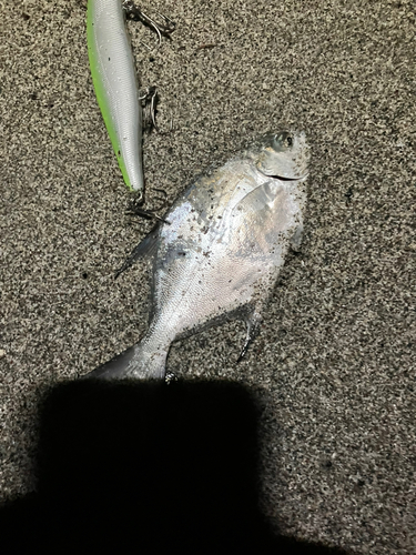 コバンアジの釣果