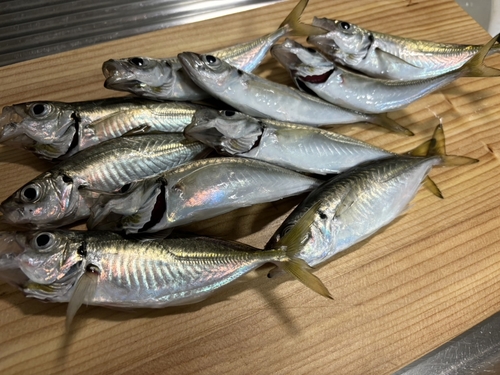 アジの釣果