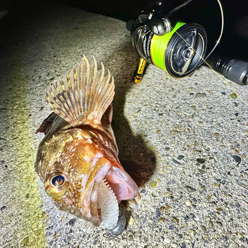 ガシラの釣果