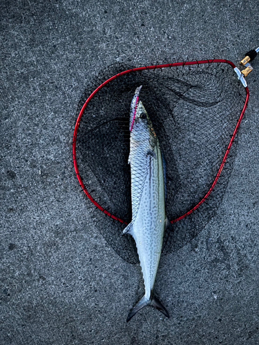 サワラの釣果