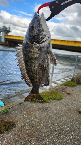 クロダイの釣果