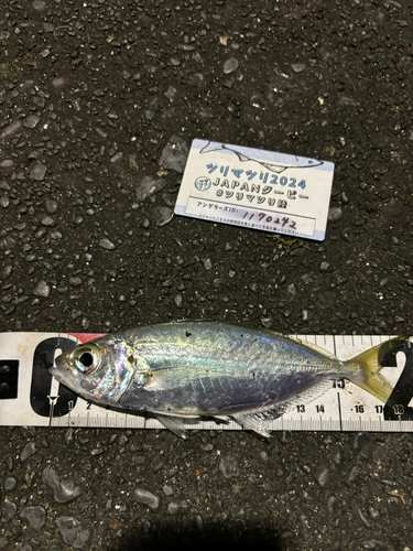 カマスの釣果