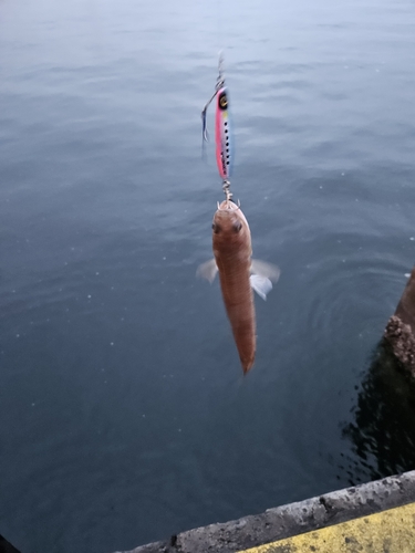 エソの釣果