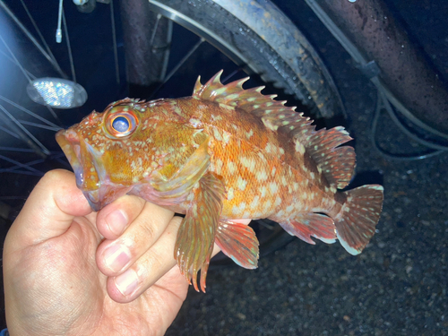 カサゴの釣果