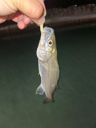 セイゴ（マルスズキ）の釣果