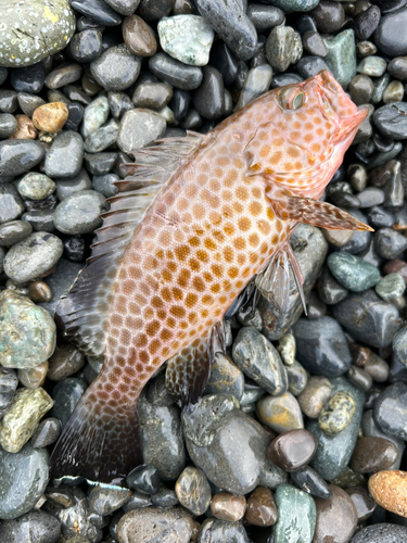 オオモンハタの釣果