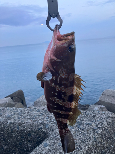 アコウの釣果