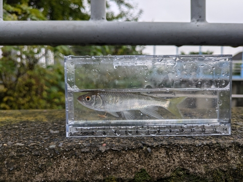 オイカワの釣果