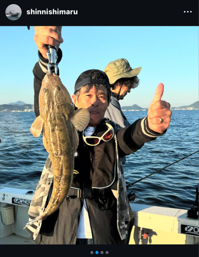 マゴチの釣果